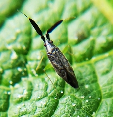 Heterotoma planicornis