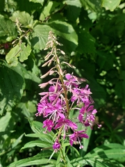 Chamaenerion angustifolium