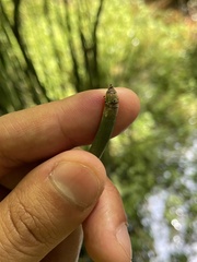 Equisetum hyemale