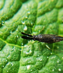 Heterotoma planicornis