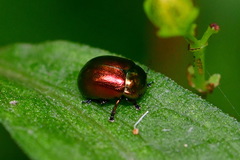 Chrysolina varians