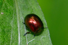 Chrysolina varians