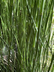 Equisetum hyemale