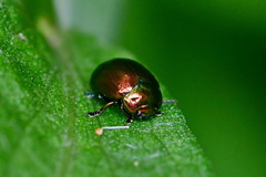 Chrysolina varians