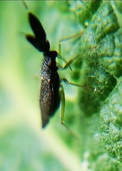 Heterotoma planicornis