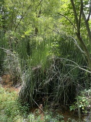 Equisetum hyemale