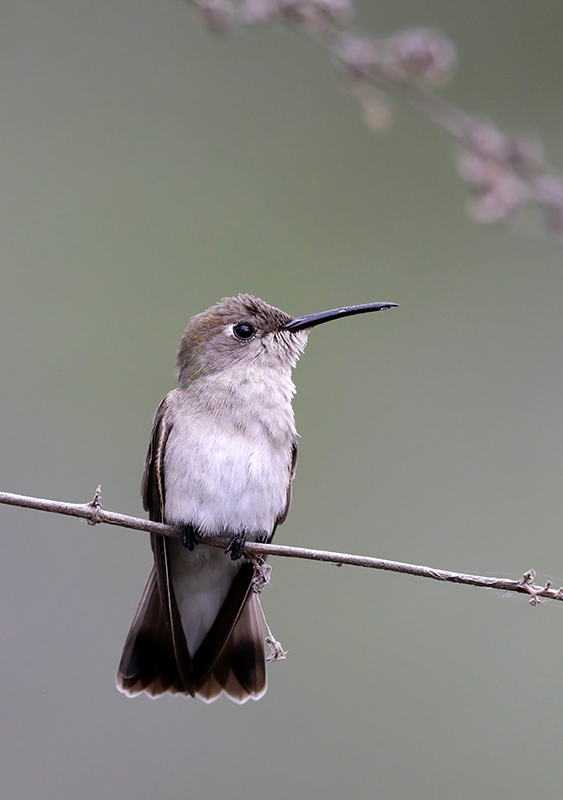 Tumbes Hummingbird illustration