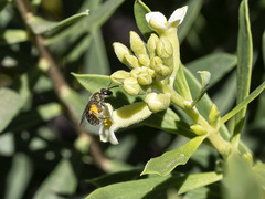 Lasioglossum collopiense