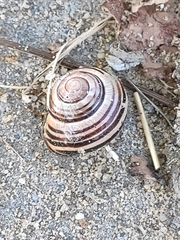 Cepaea nemoralis