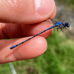 Argia elongata