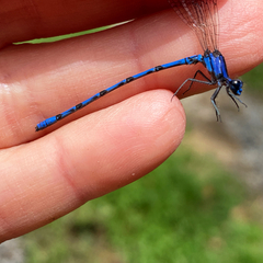 Argia elongata