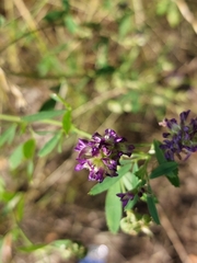 Medicago sativa