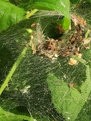 Agelena labyrinthica