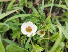 Kallstroemia rosei
