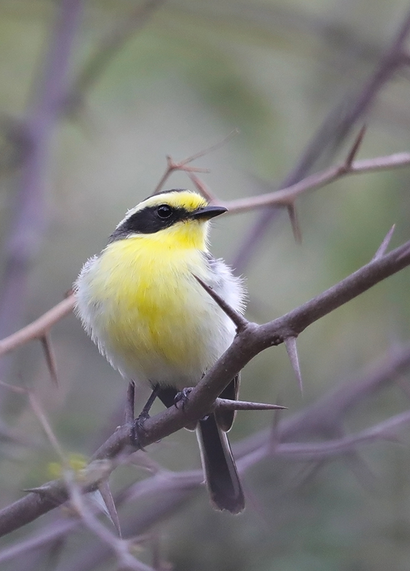 Tumbes Chat-Tyrant photo