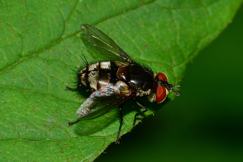 Winthemia venusta