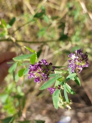 Medicago sativa
