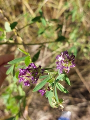 Medicago sativa