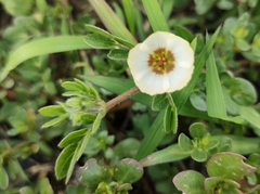Kallstroemia rosei