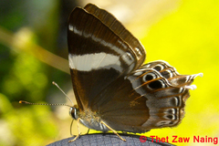 Abisara neophron