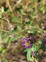 Medicago sativa