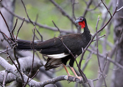 Penelope albipennis