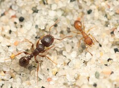 Temnothorax interruptus