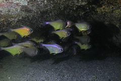 Pempheris affinis