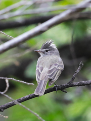 Pseudelaenia leucospodia