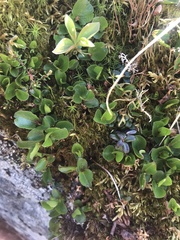 Salix herbacea