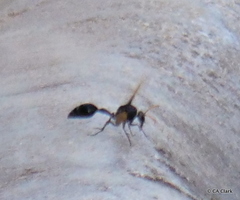 Delta pyriforme philippinense