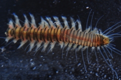 Micronephthys minuta