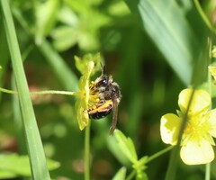 Andrena tarsata