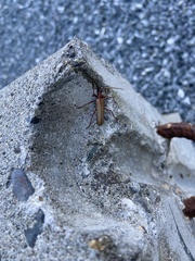 Centrodera