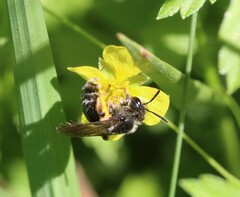 Andrena tarsata