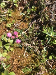 Kalmia polifolia