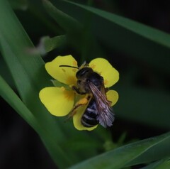 Lasioglossum zonulus