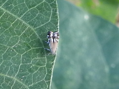 Anacampsis levipedella
