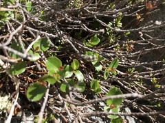 Salix herbacea