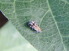 Anacampsis levipedella