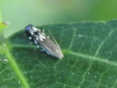 Anacampsis levipedella