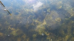 Potamogeton compressus