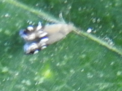 Anacampsis levipedella