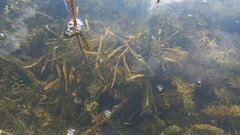Potamogeton compressus