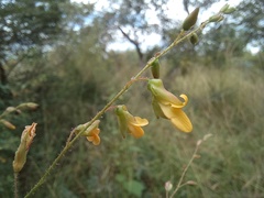 Aeschynomene mimosifolia