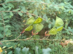 Aeschynomene mimosifolia