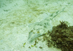 Aptychotrema rostrata