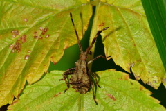Coreus marginatus