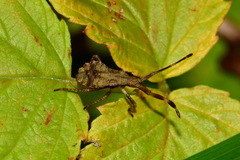 Coreus marginatus