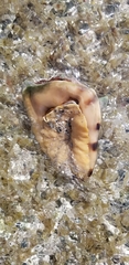 Cassis tuberosa